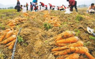 胡萝卜保卫战：策略塔防游戏的全新挑战
