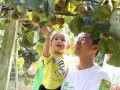 果蔬乐园：快乐种植与美味收获(果蔬庄园饮料)